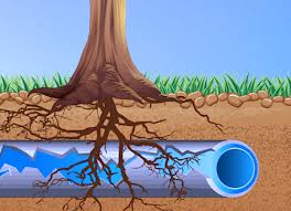 Tree Roots in Sewer Lines: A Hidden Threat to Your Home
